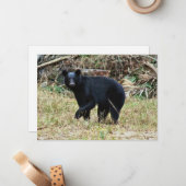 Florida-Schwarzbär Mitteilungskarte (Vorderseite/Rückseite Beispiel)