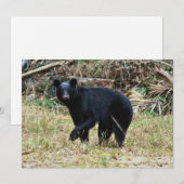 Florida-Schwarzbär Mitteilungskarte (Vorne/Hinten)