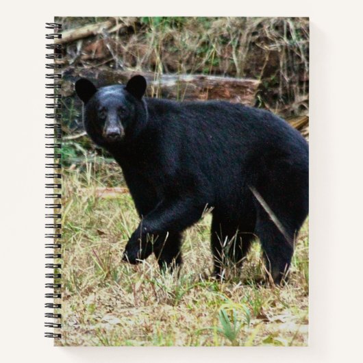 Florida-Schwarzbär Notizblock (Vorderseite)