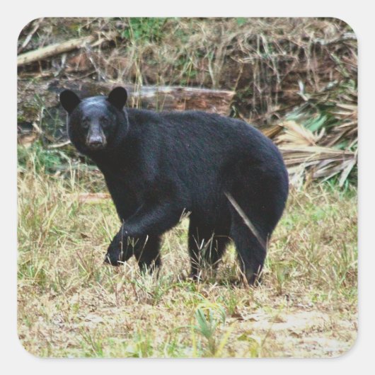 Florida-Schwarzbär Quadratischer Aufkleber (Vorderseite)