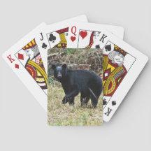 Florida-Schwarzbär