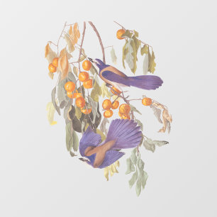 Florida Scrub Jay Audubon Bird Pair auf Orange Tre Fensteraufkleber