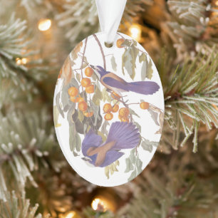 Florida Scrub Jay Audubon Bird Pair auf Orange Tre Ornament