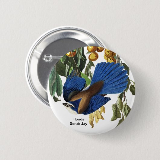 Florida Scrub-Jay, John James Audubon, Selten Bird Button (Vorne & Hinten)