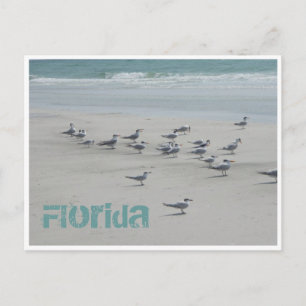Florida Sea Birds Postkarte