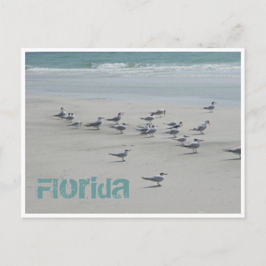 Florida Sea Birds Postkarte (Vorderseite)