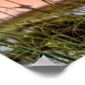 Florida Sea Oats Sunrise Poster (Ecke)