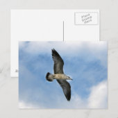 Florida Seagull fliegt gegen blauen Himmel Postkarte (Vorne/Hinten)