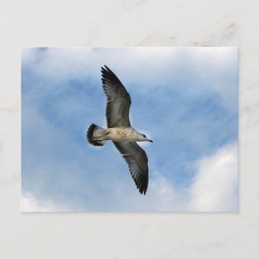 Florida Seagull fliegt gegen blauen Himmel Postkarte (Vorderseite)