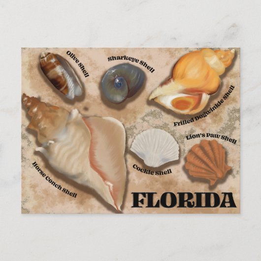 Florida Seashell Postcard Postkarte (Vorderseite)
