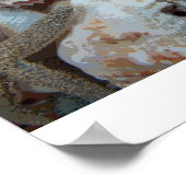 Florida Seashells Poster (Ecke)