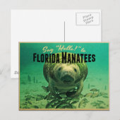Florida-Seekühe Postkarte (Vorne/Hinten)