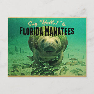 Florida-Seekühe Postkarte