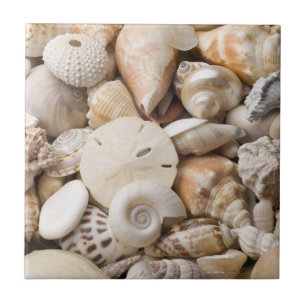 Florida-SeeMuschel-Hintergrund - Strand-Muscheln Fliese