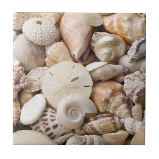 Florida-SeeMuschel-Hintergrund - Strand-Muscheln Fliese (Vorderseite)