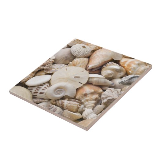 Florida-SeeMuschel-Hintergrund - Strand-Muscheln Fliese (Seite)