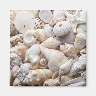 Florida-SeeMuschel-Hintergrund - Strand-Muscheln Magnet