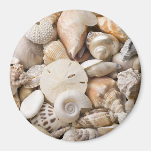 Florida-SeeMuschel-Hintergrund - Strand-Muscheln Magnet