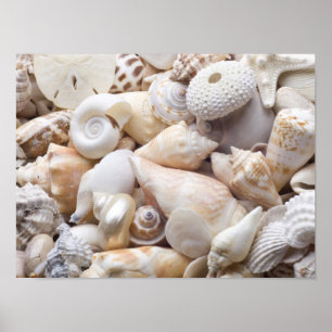 Florida-SeeMuschel-Hintergrund - Strand-Muscheln Poster