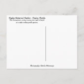 Florida Semaphore Cactus Neapel Botanischer Garten Postkarte (Rückseite)