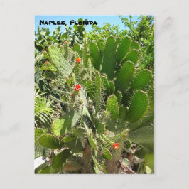 Florida Semaphore Cactus Neapel Botanischer Garten Postkarte