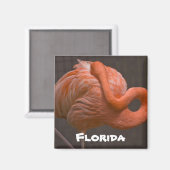 Florida Shy Flamingo Magnet (Vorderseite/Rückseite)