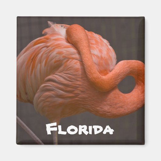 Florida Shy Flamingo Magnet (Vorne)