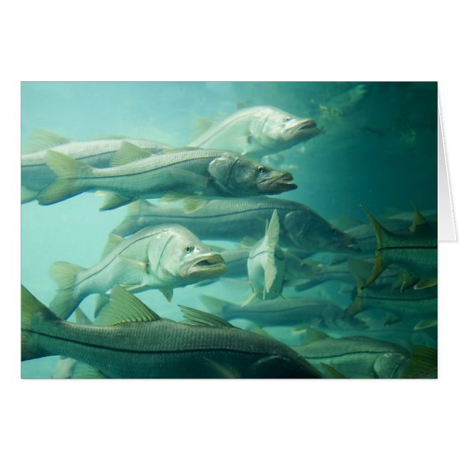 Florida Snook Card (Vorderseite (Horizontal))