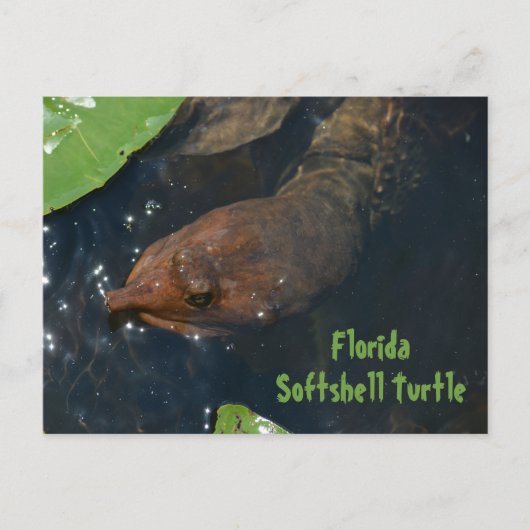 Florida Softshell Turtle Fotografische Wildtiere Postkarte (Vorderseite)