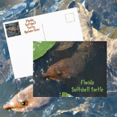 Florida Softshell Turtle Fotografische Wildtiere Postkarte
