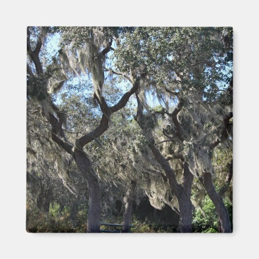 Florida Spanish Moss Magnet (Vorne)