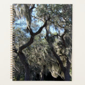 Florida Spanish Moss Planer (Vorderseite)