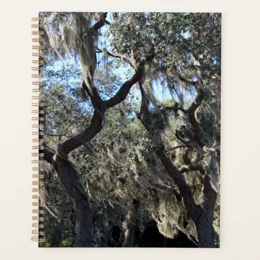 Florida Spanish Moss Planer (Vorderseite)