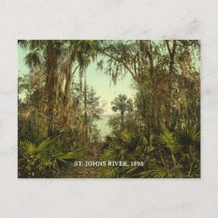 Florida, St. Johns River 1898 Foto Postkarte