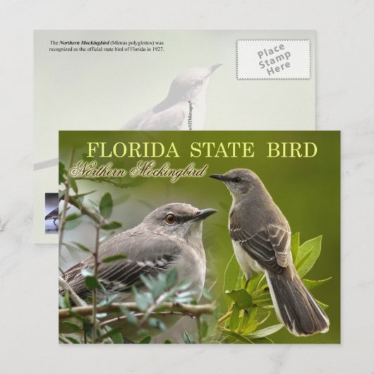 Florida Staat Bird - Mockingbird Postkarte (Vorne/Hinten)