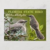 Florida Staat Bird - Mockingbird Postkarte (Vorderseite)