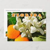 Florida Staat Blume: Das orange Blossom Postkarte (Vorne/Hinten)