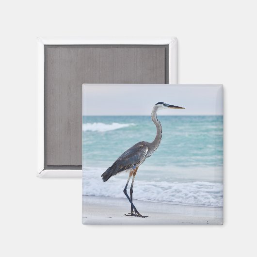 Florida-Strandvögel Magnet (Vorderseite/Rückseite)