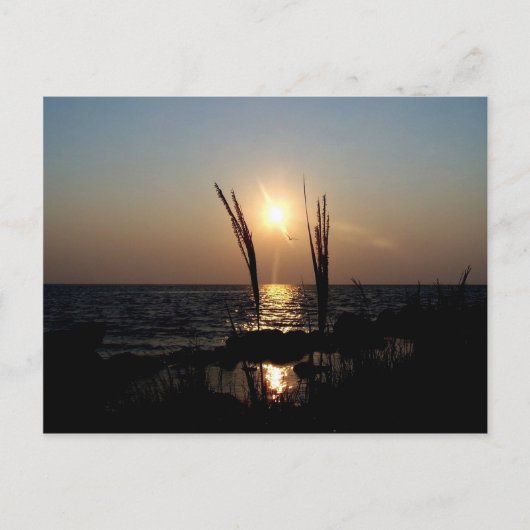 Florida Sunset Postkarte (Vorderseite)