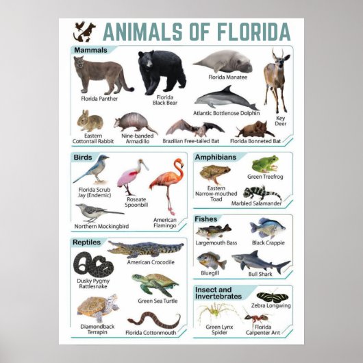 Florida-Tiere, Florida usa-Wildlide Poster (Vorne)