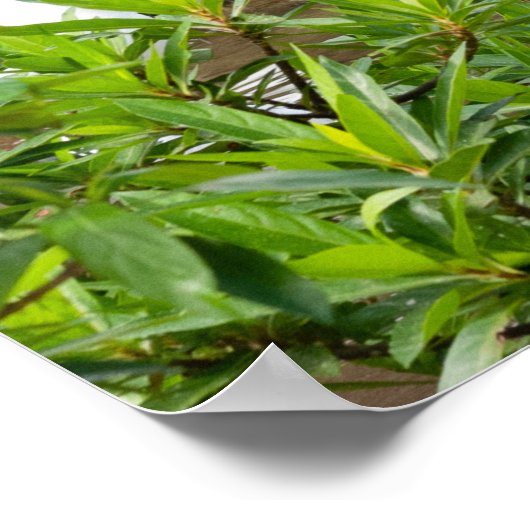 Florida Travel Foto Fotografy Posters Poster (Ecke)