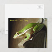 Florida Tree Frog Postcard Postkarte (Vorne/Hinten)