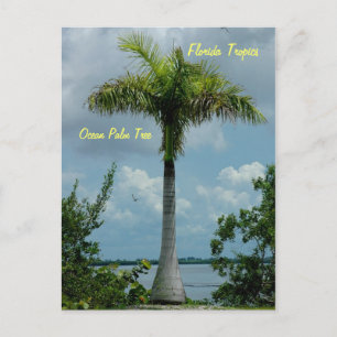 Florida tropics Ocean palme Postcard Postkarte