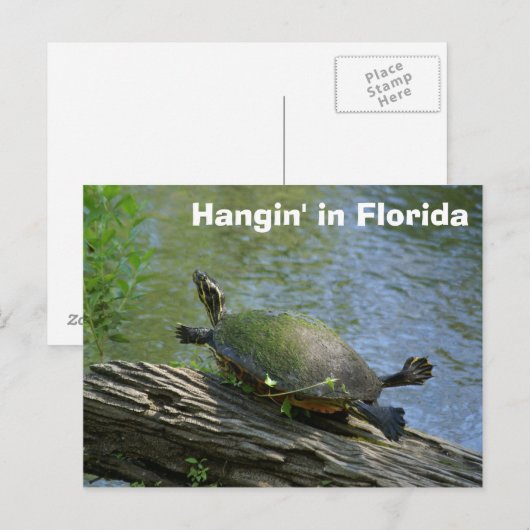Florida Turtle Postcard Postkarte (Vorne/Hinten)