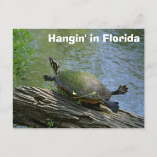 Florida Turtle Postcard Postkarte