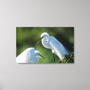 Florida, Venedig, Audubon-Schutzgebiet, Silberreih Leinwanddruck