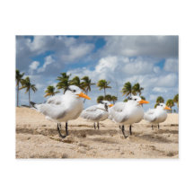 Florida - Vier Terns am Strand Postkarte