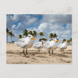 Florida - Vier Terns am Strand Postkarte