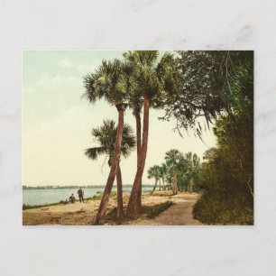 Florida Vintages Foto 1898 Postkarte