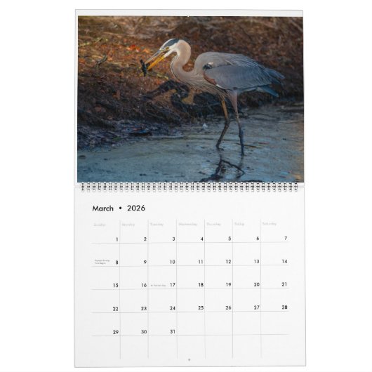 Florida Water Birds Calendar 2023-2024 Kalender (Mär 2026)